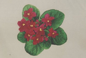 African Violets #2