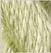 Aloe - Thirteen Silk 3116