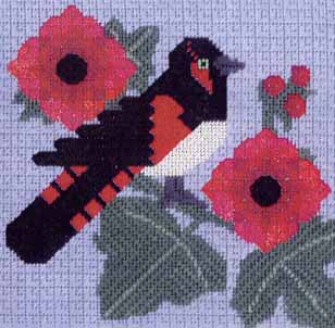 American Redstart