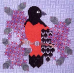 Baltimore Oriole