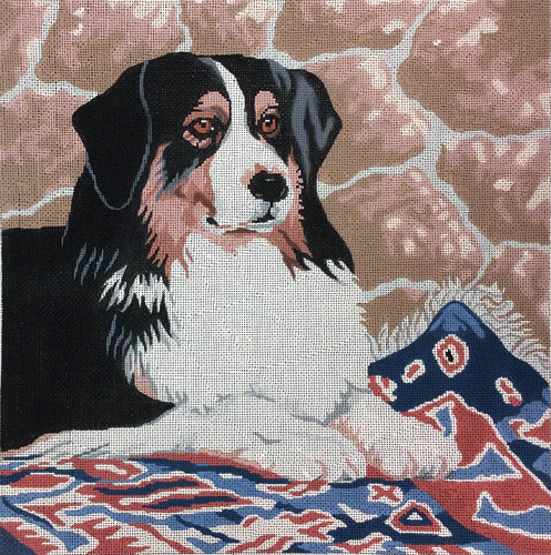 Bernese Mountain Dog