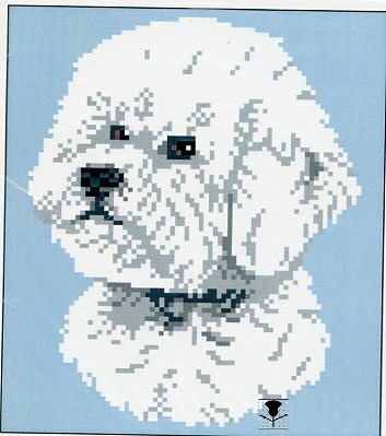 Bichon Frise