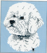 Bichon Frise