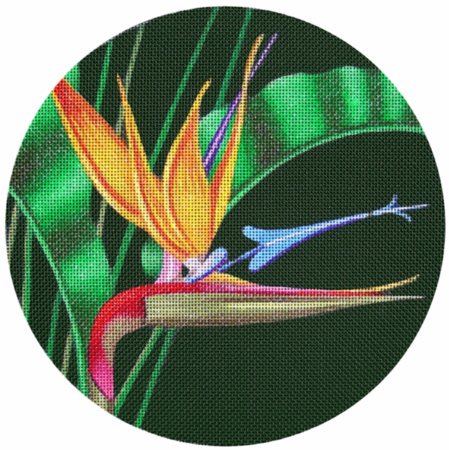 Bird Of Paradise