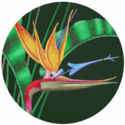 Bird Of Paradise