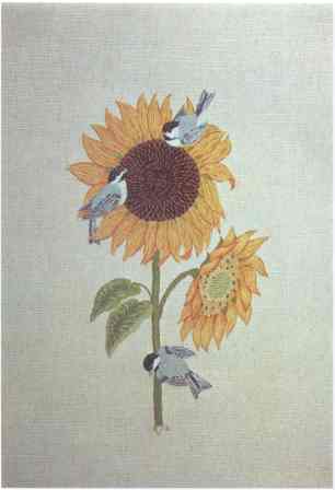 Black-capped Chickadees & Sunflowers