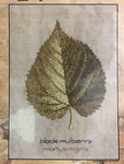 Black Mulberry