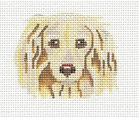 Blond Dachshund