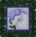 Blue Pansy