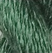 Cactus - Thirteen Silk 3146