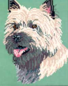 Cairn Terrier