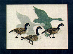 Canada Geese