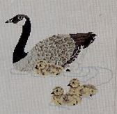 Canada Goose with Chicks