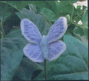 Common Blue Butterfly
