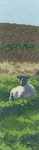 Dartmoor Sheep