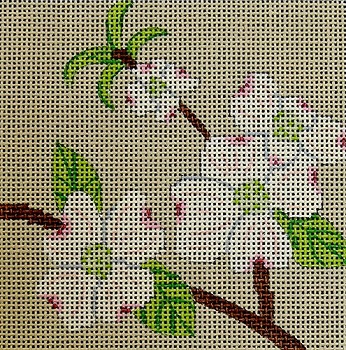 Dogwood