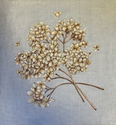 Dried Hydrangea