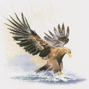 Eagle In Flight