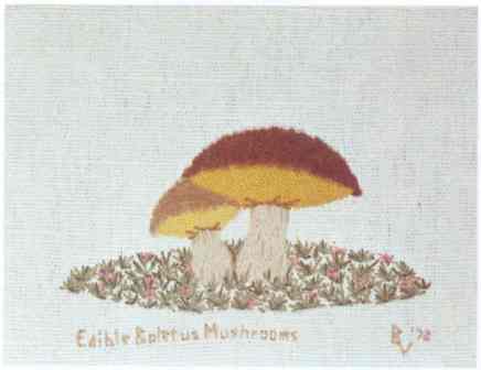 Edible Boletus Mushrooms