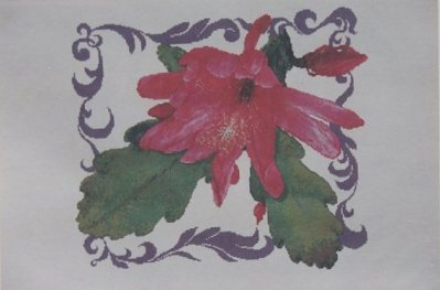 Epiphyllum #1