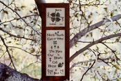 Evergreen Sampler