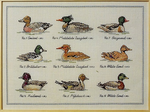 Family Duck