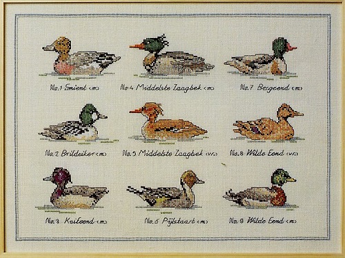 Family Duck