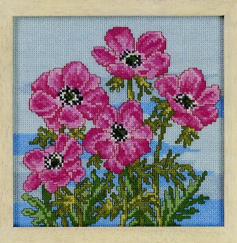 French Anemone