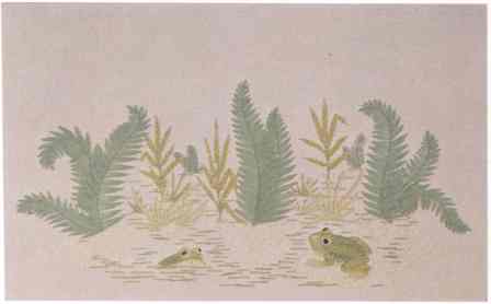 Frogs And Ferns