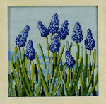 Grape Hyacinth