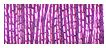 JapanThread #5 - 245J Bright Magenta