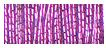 JapanThread #5 - 245J Bright Magenta