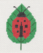 Ladybug Kit