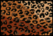 Leopard Purse