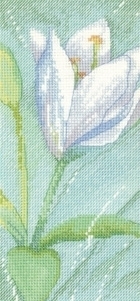 Lily B