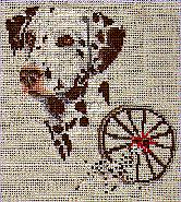 Dalmation (Liver)