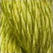 Macaw - Thirteen Silk 3051