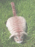 Maggie the Cat