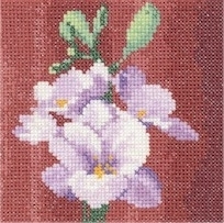 Mini Freesia
