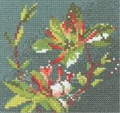 Mini Honeysuckle