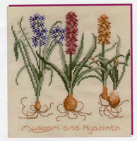 Muscari and Hyacinth