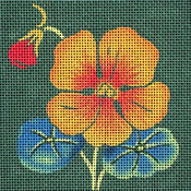 Nasturtium