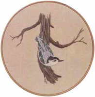 Nuthatch