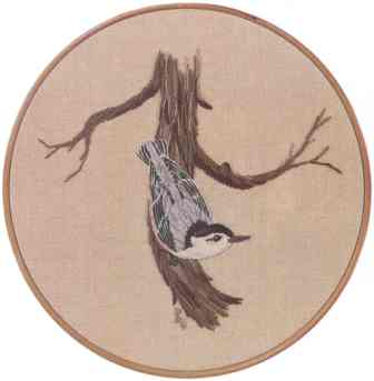 Nuthatch