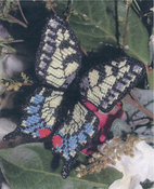 Old World Swallowtail Butterfly