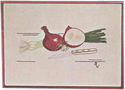 Onions Still Life