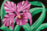 Orchid w/ Black Purse