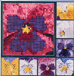 Pansy Portraits