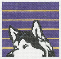 Peeping Husky