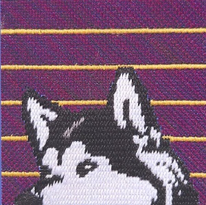Peeping Husky